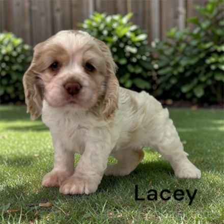 puppy, for, sale, Cocker Spaniel, Joe & Cherri  Overlease, dog, breeder, Miller, MO, dog-breeder, puppy-for-sale, forsale, nearby, find, puppyfind, locator, puppylocator, aca
